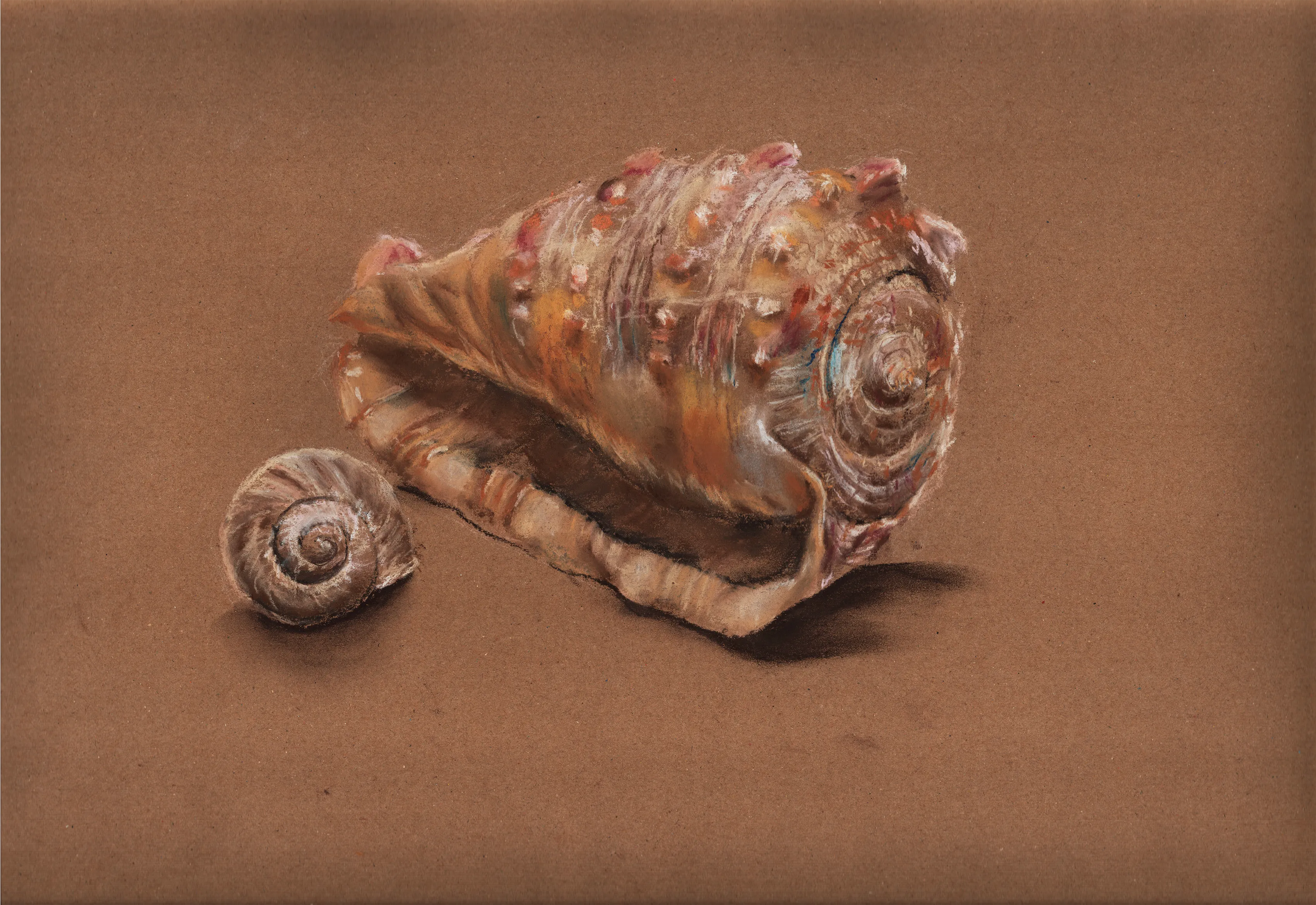 vignette dessin coquillage